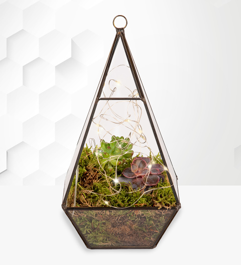 Organic Terrarium Planter image