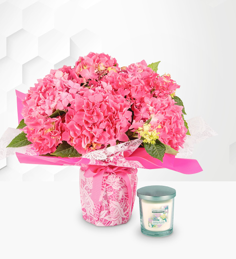 Heavenly Hydrangea Gift image