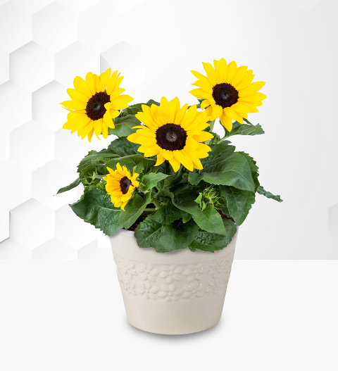 Sunny Sunflowers image