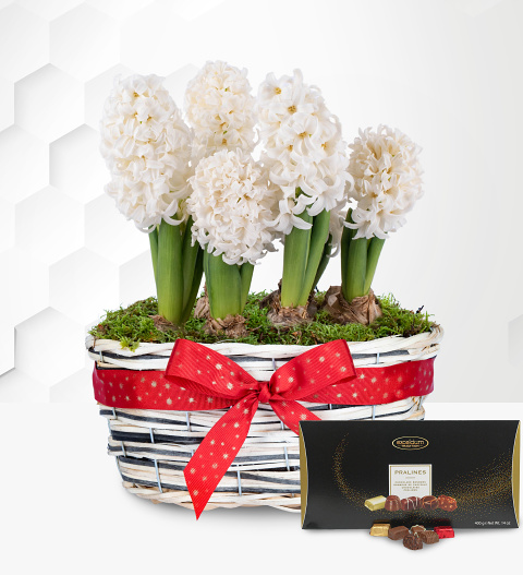 Winter Hyacinth Basket with Luxury Chocs image