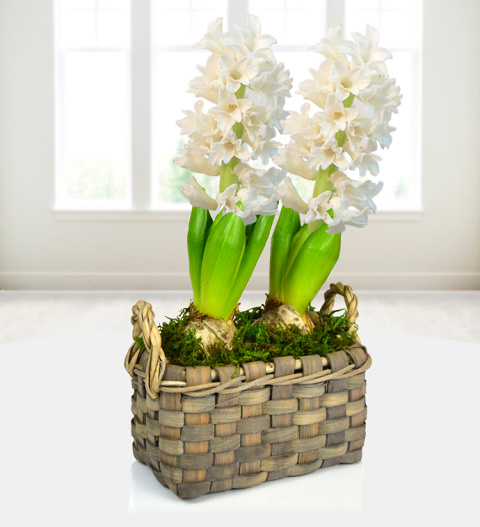 Hyacinth Duo Basket - Free Chocs image