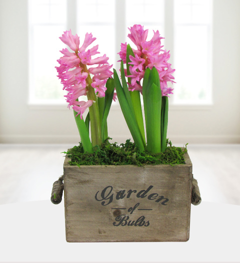 Sweet Hyacinth Duo - Free Chocs image