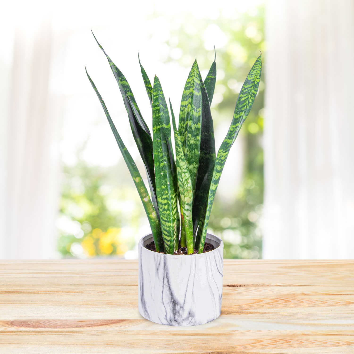 Classic Rose Plant B&M Flowers