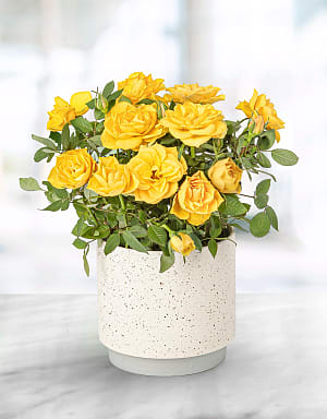 Summer Rose Plant