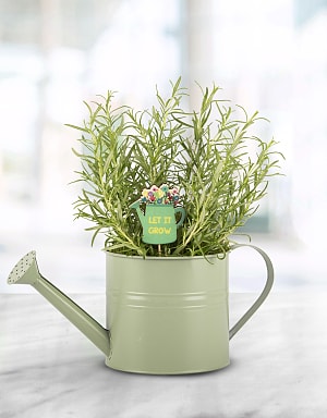 Autumn Rosemary Can 