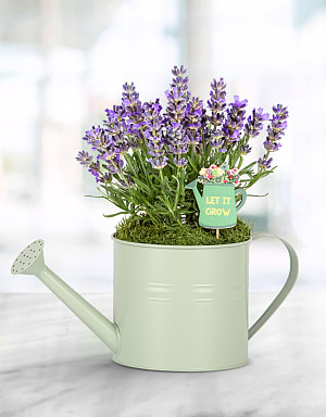 Summer Lavender Can 