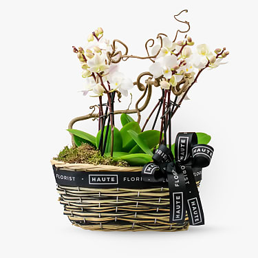 Christmas Plant Delivery Haute Florist