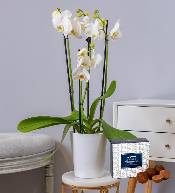 White Phalaenopsis Orchid White Phalaenopsis Orchid