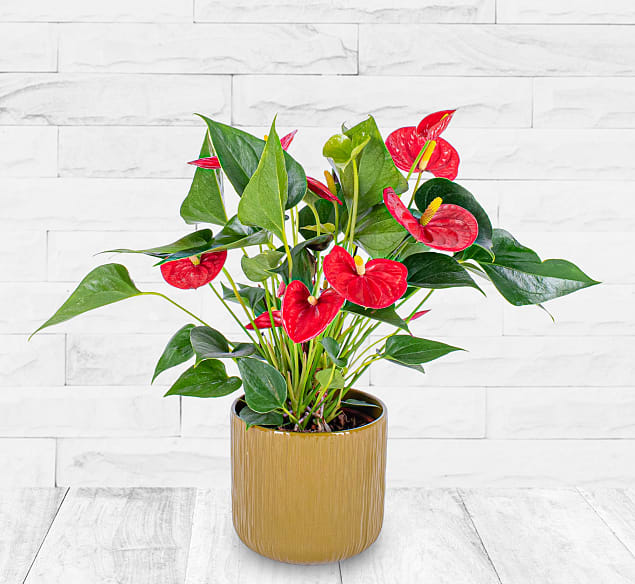 Anthurium Plant | 123 Flowers