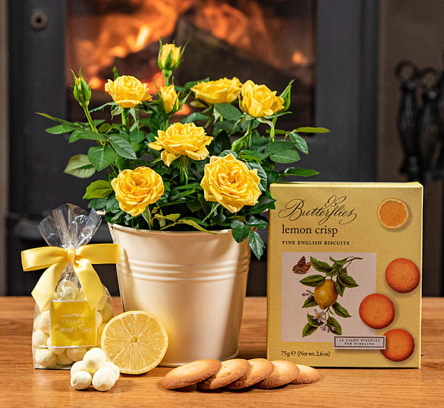 Lemon Rose Plant Gift 123 Flowers