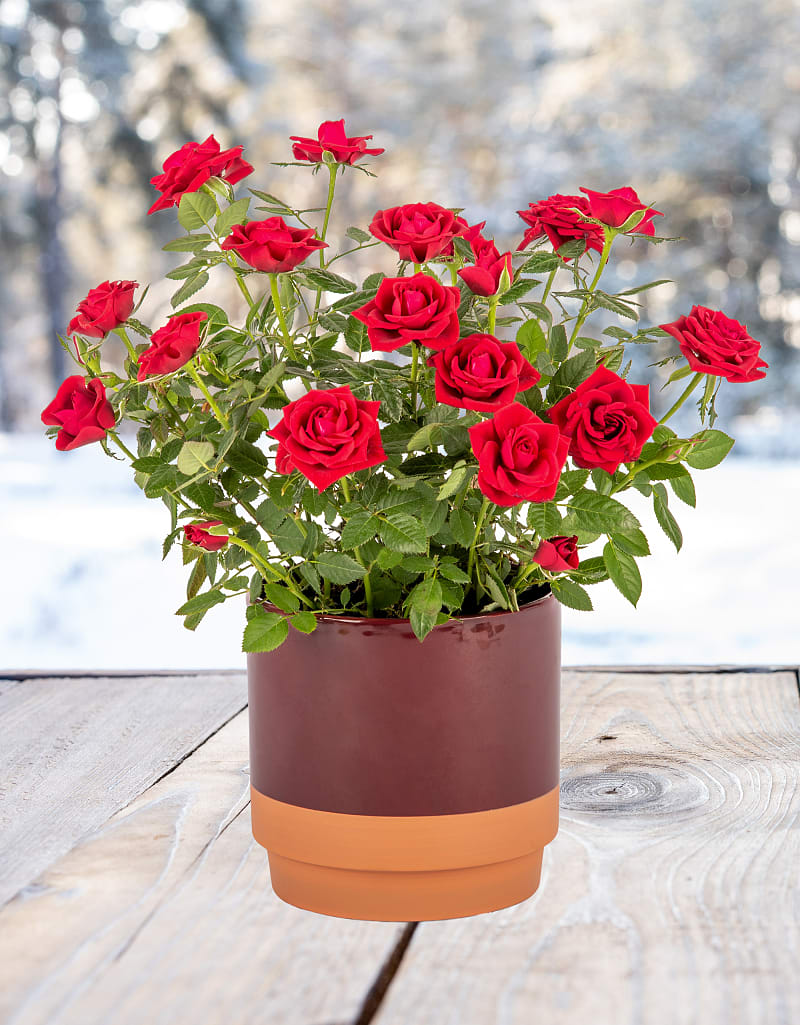 Christmas Rose Plant