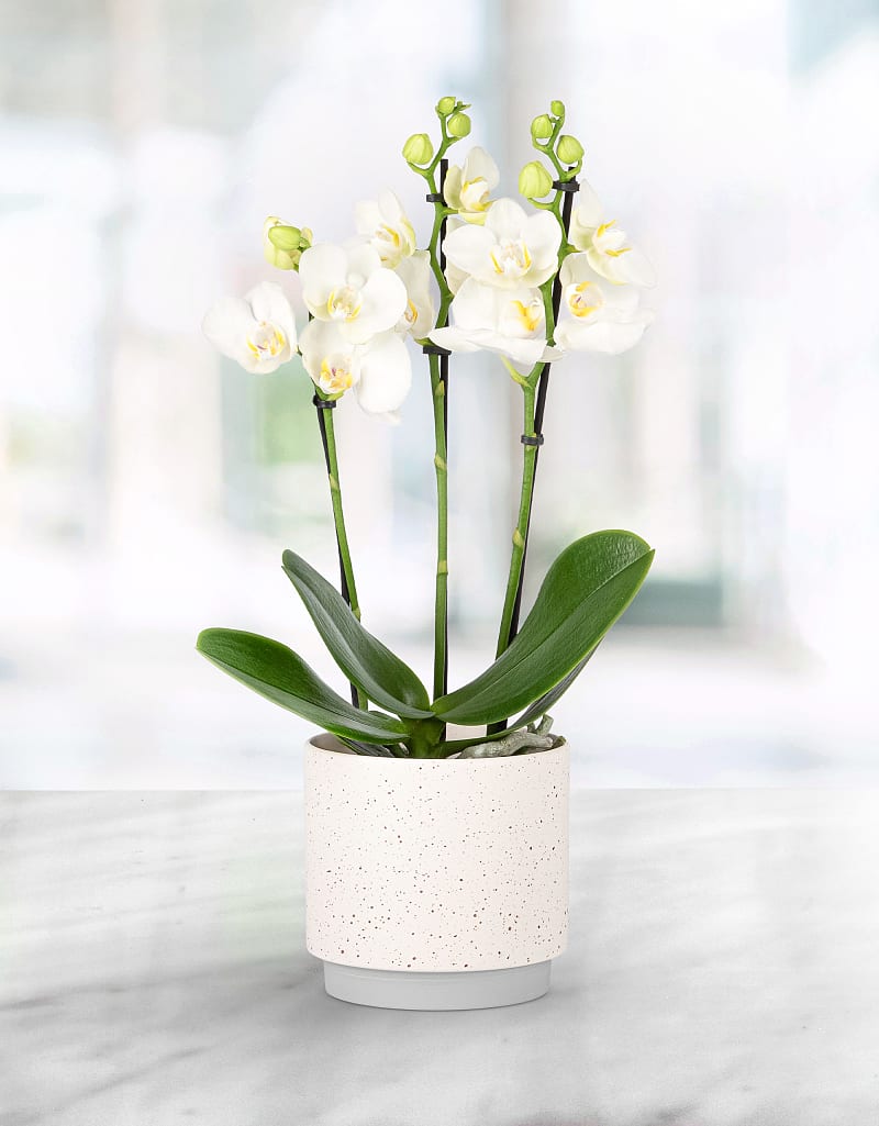 Orchid Desire