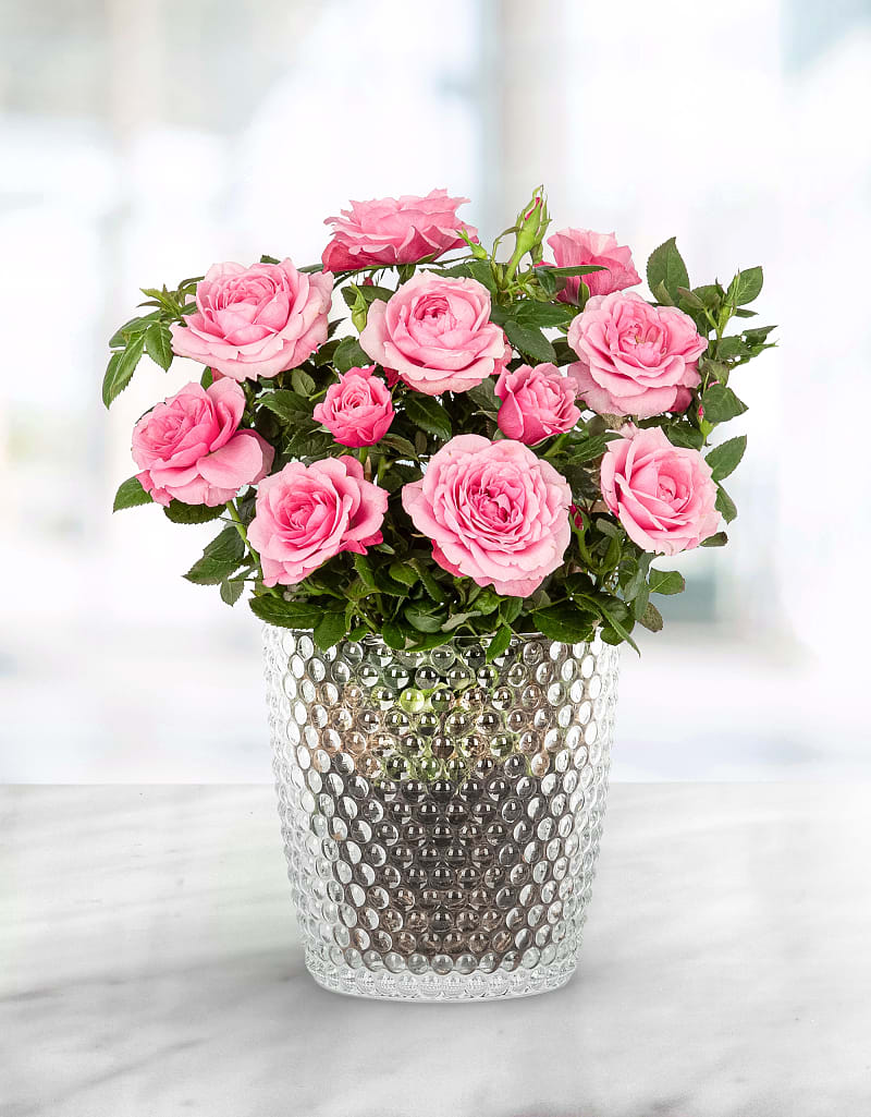 Rosy Planter