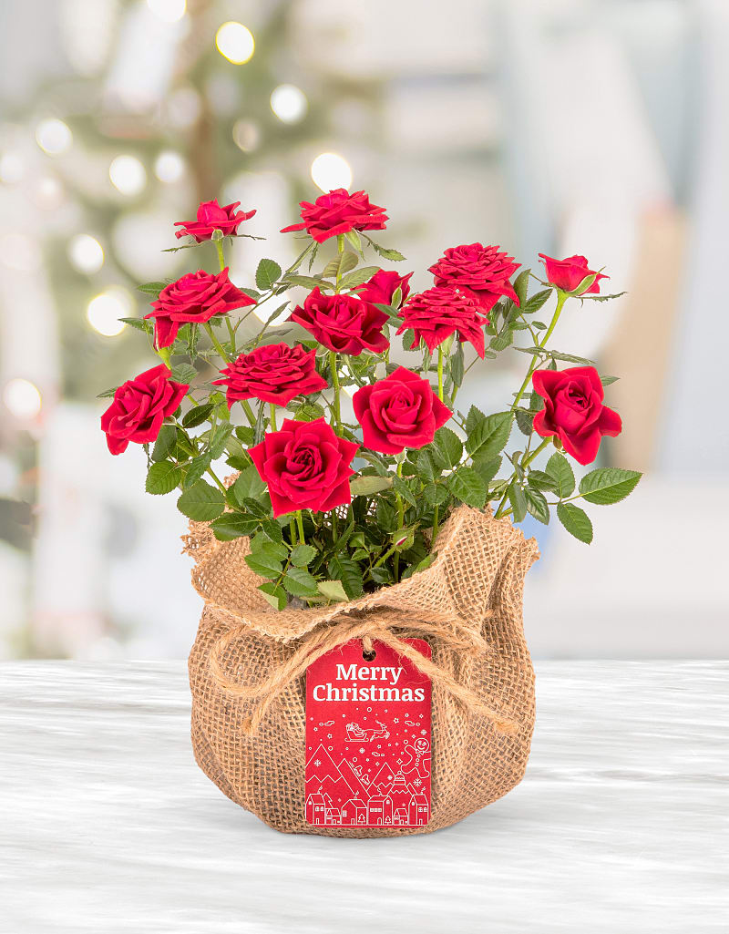 Festive Rose Plant Cancer Research UK Flower Shop