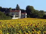 Income Producing 15 bedroom Farmhouse for sale with countryside view in Aulnay, Poitou-Charentes