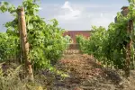 Income Producing 4 bedroom Wine Estate for sale in Faugeres, Languedoc-Roussillon