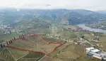 Income Producing Land for sale with countryside view in Cambres, Northern Portugal