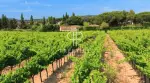 Authentic 4 bedroom for sale with countryside view in Saint Tropez, Provence Alpes Cote d'Azur