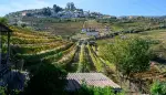 Income Producing Vineyard Estate with 5 bedroom Quinta for sale with panoramic and countryside views in Cambres, Lamego, Northern Portugal