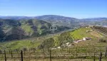 Income Producing Vineyard Land for sale with panoramic view in Peso da Regua, Northern Portugal