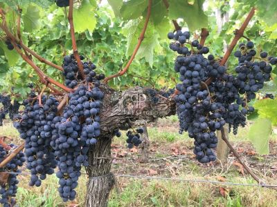 Unique Estate for sale with countryside view in Saint Emilion, Nouvelle Aquitaine