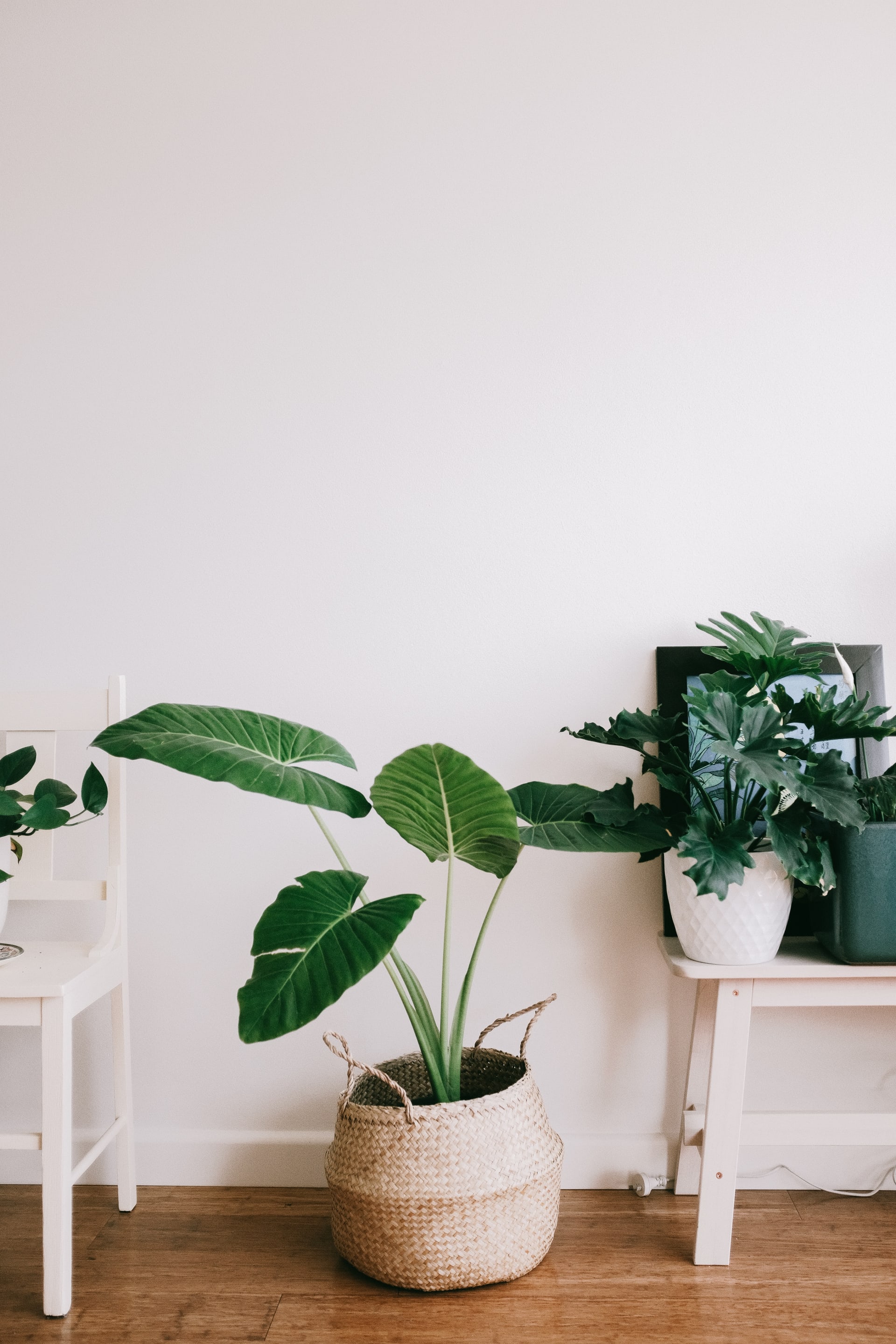cadeaux-noel-proprietaire-plante-dinterieur