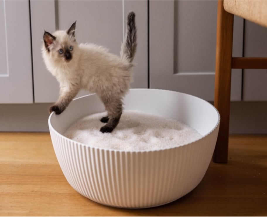 Cat on PrettyLitter