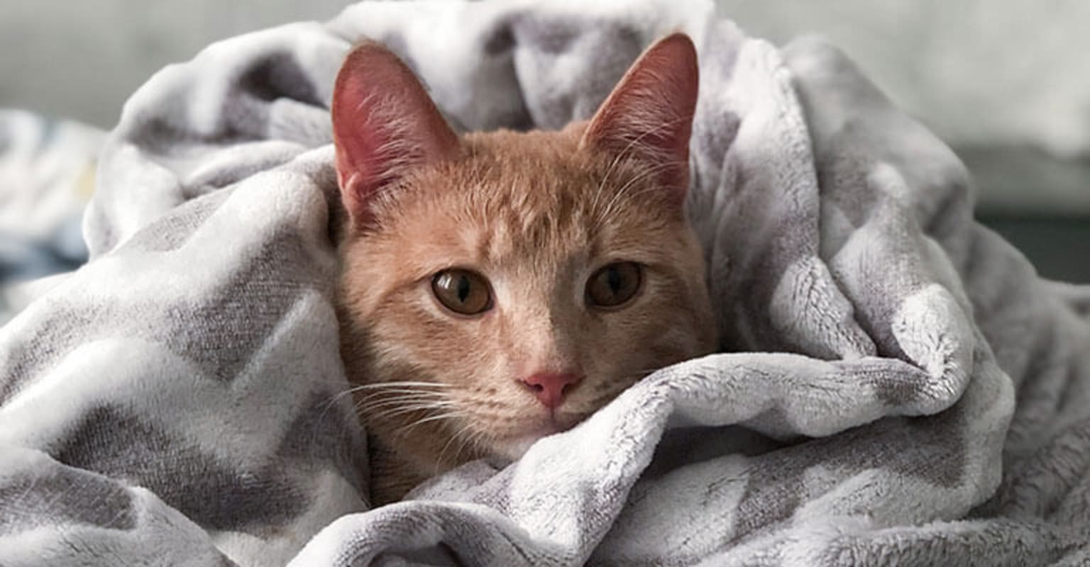 It’s Better for the Environment