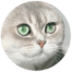 Cat Avatar