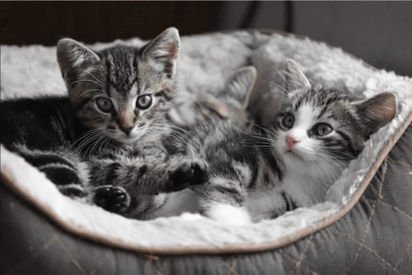 Two striped kittens resting in a cozy bed, gazing curiously at the viewer.