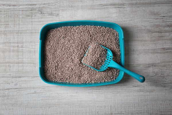 A cat litter box with fresh litter and a blue scoop on a wooden floor.