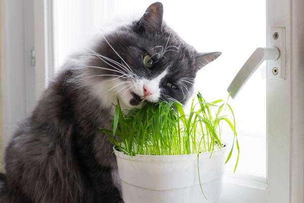 A grey and white cat nibbling on green grass in a white pot by the window.