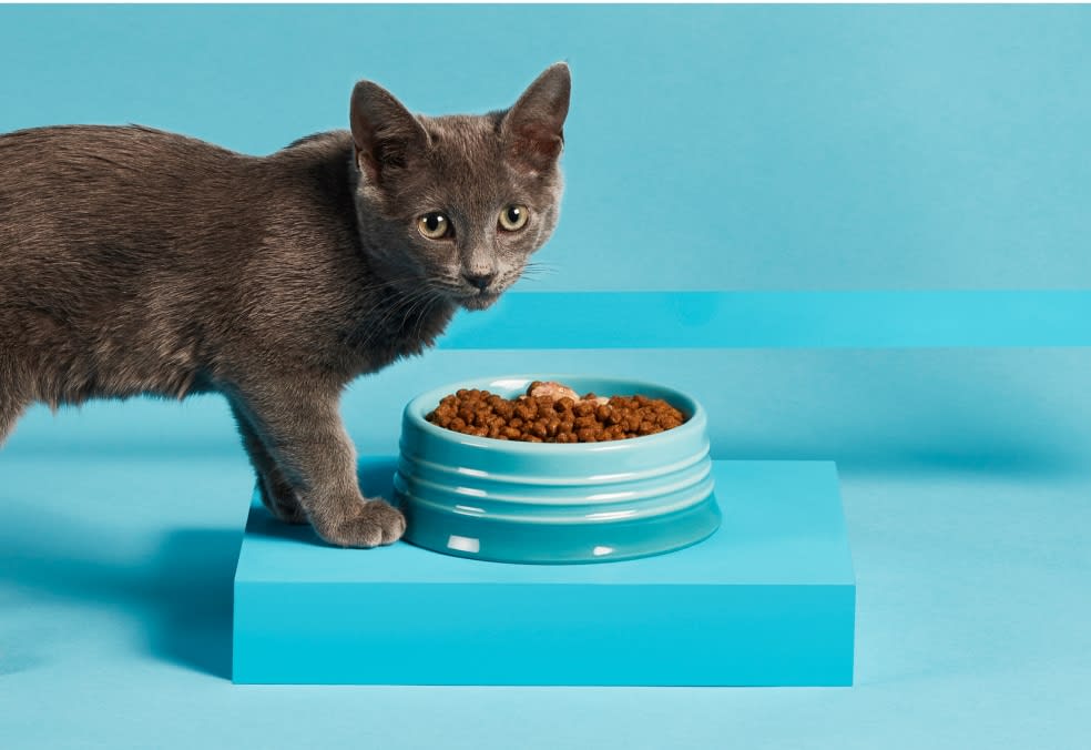 Grey cat next to a bowl of kibble on a blue platform