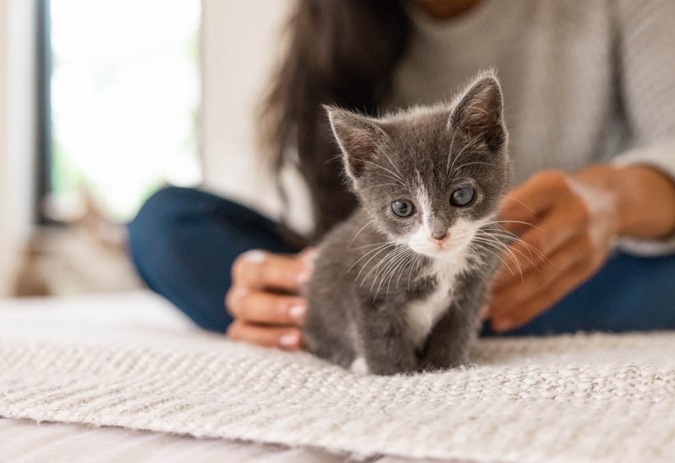 Grey and white kitten on a bed