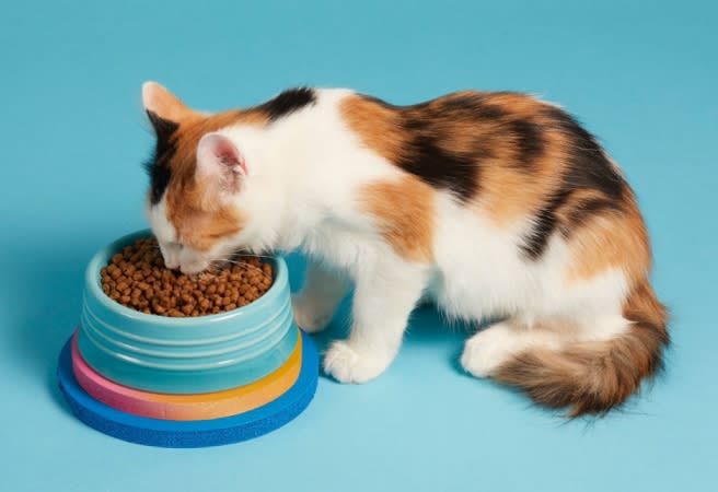 Pretty cat food 2025
