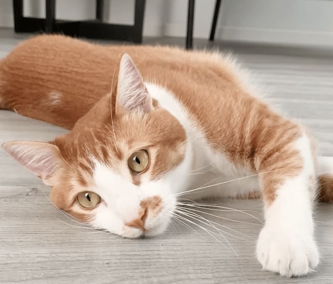 Say goodbye to that litter box smell