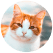 Cat profile image