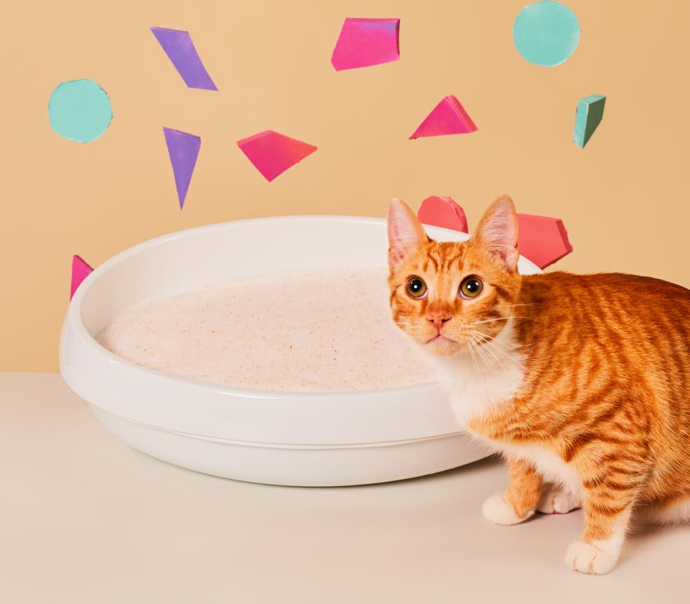 PrettyLitter Experience