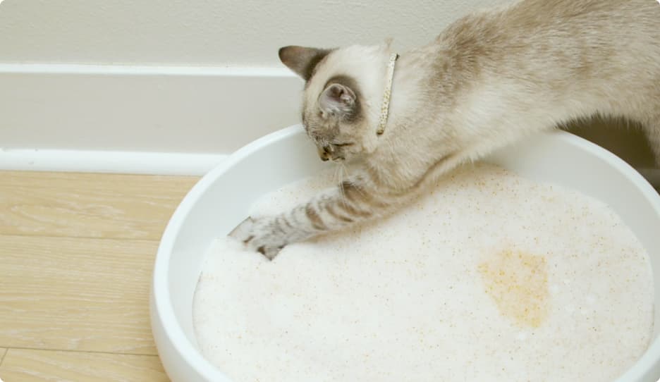 A cat pays attention to the PrettyLitter in white litter bowl