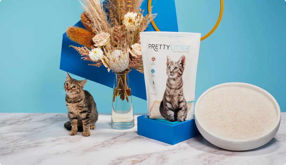 A cat pays attention to the PrettyLitter in white litter bowl