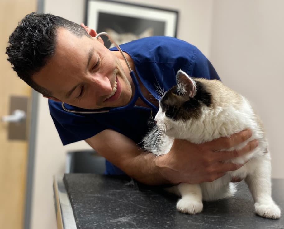 Dr. DeWire is holding a cat on top of a counter