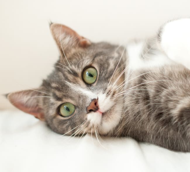 Close-up of a grey cat with green eyes lying down