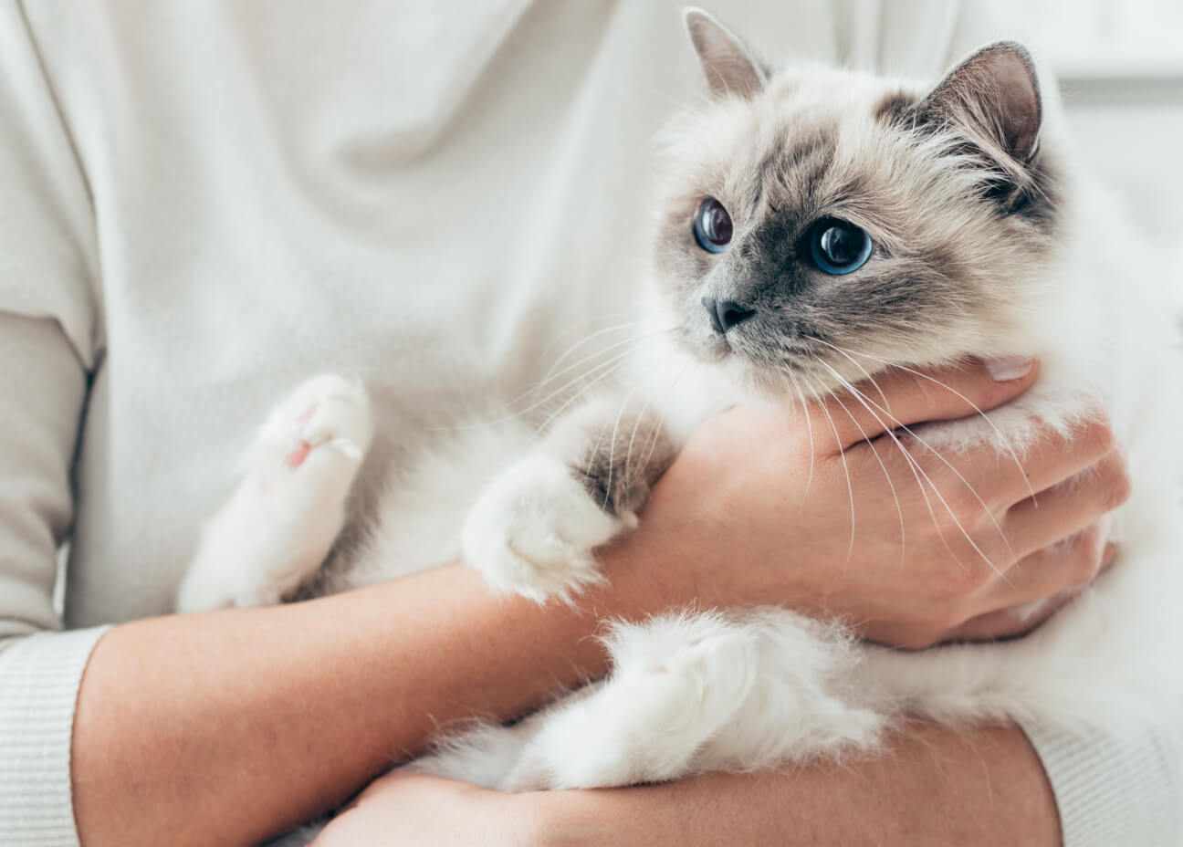 White cat