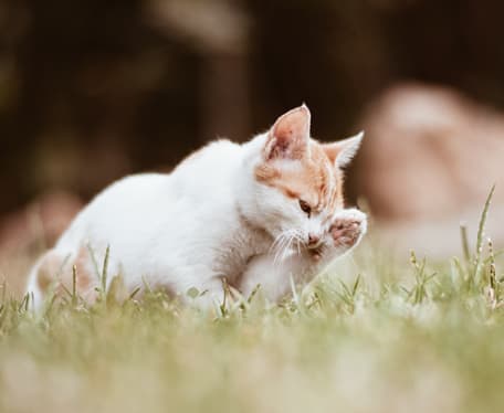 A Cat Grooming Herself