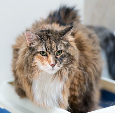 A Brown Cat In A Litter Bowl