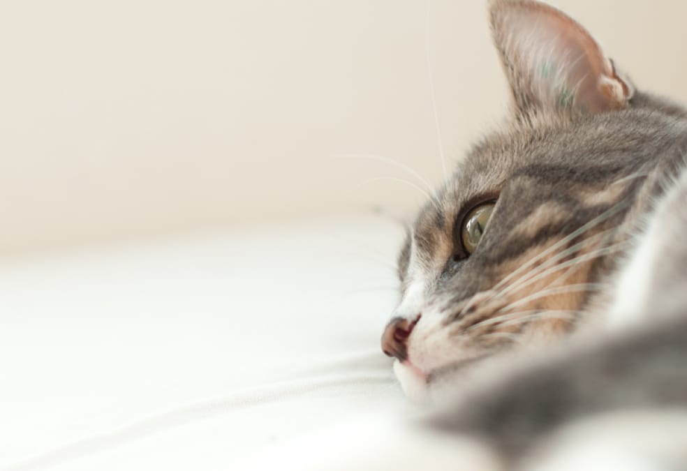 Grey and white cat lying on its side