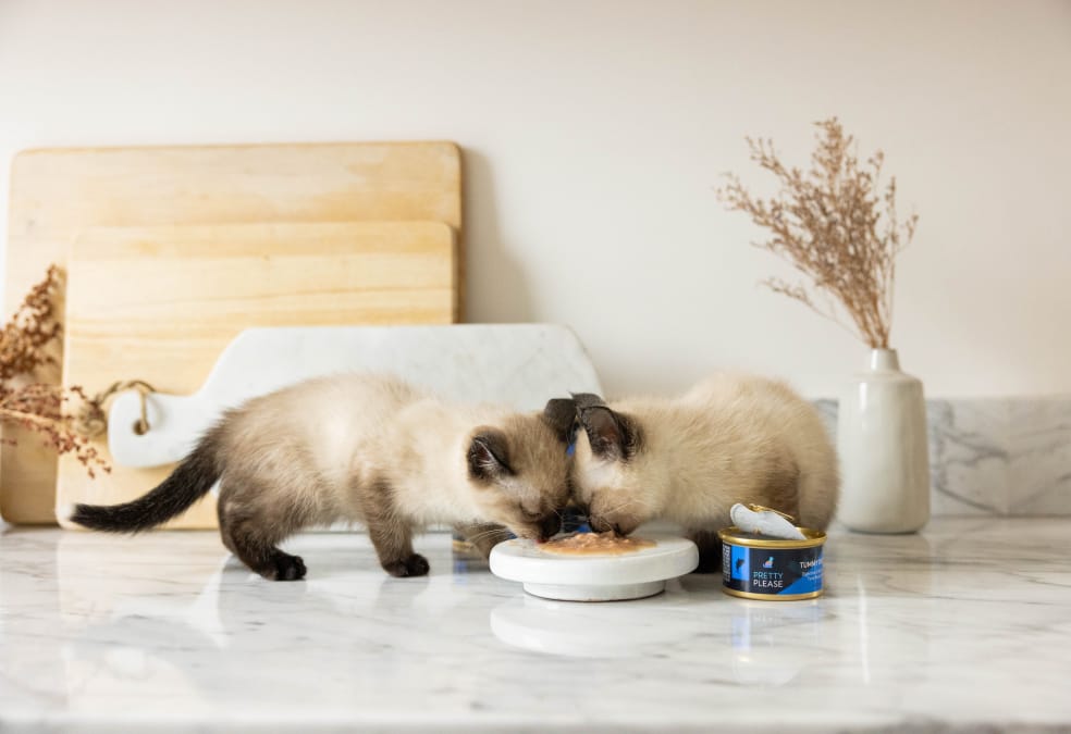 Two kittens eating from a dish with a can of PrettyPlease cat food