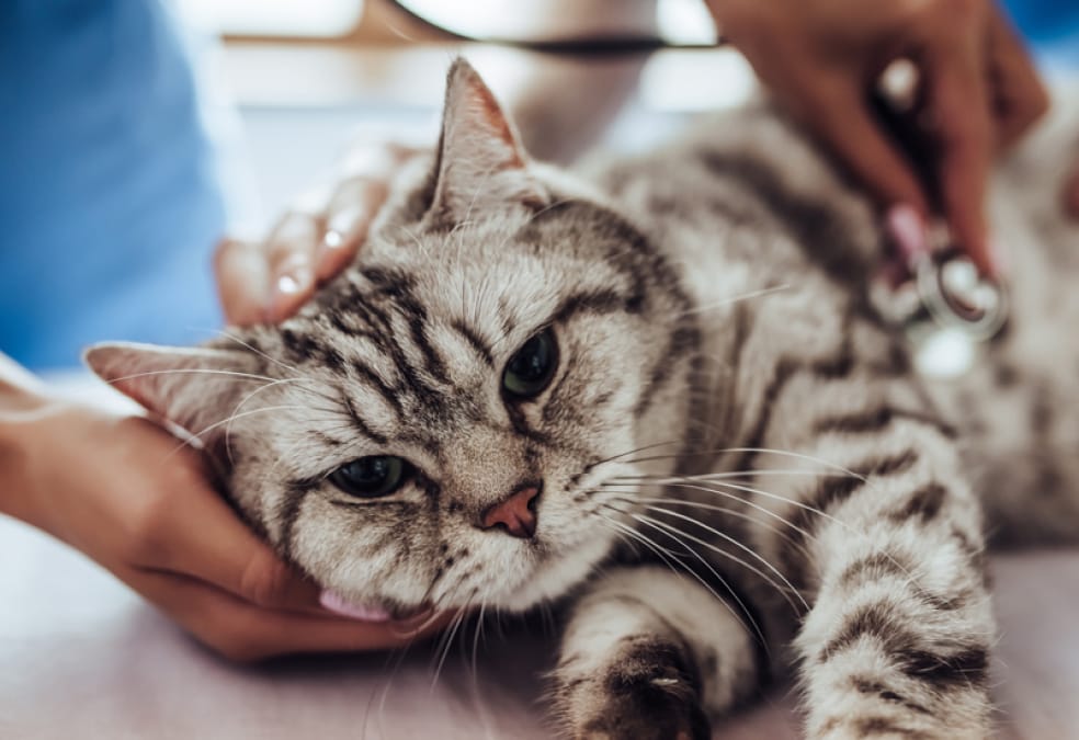 Grey tabby cat being examined by a vet