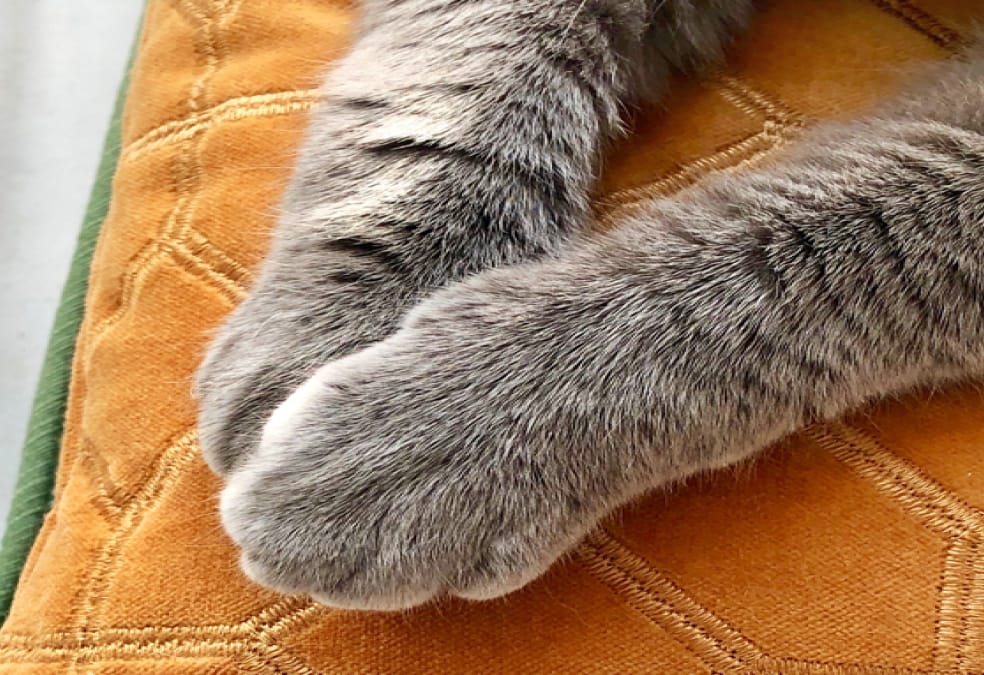 Close-up of a cat's paws resting on an orange cushion