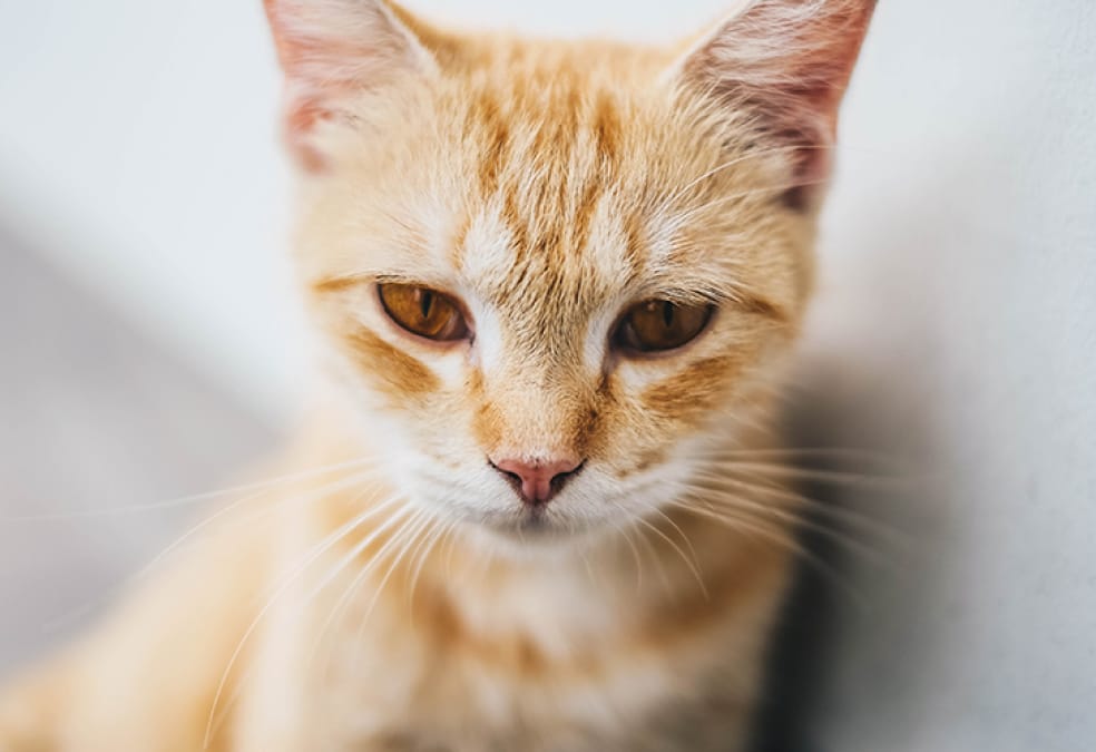 Orange tabby cat looking serious